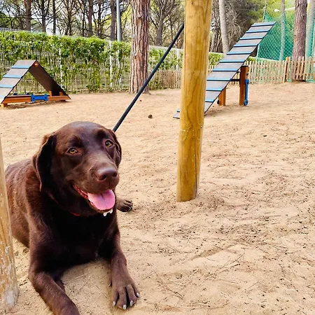Interpals Eco 캠프장 팔스